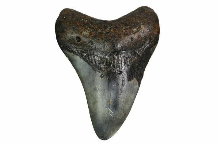 Bargain, Fossil Megalodon Tooth - North Carolina #152994